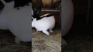 Пропаиваем кроликов молочной кислотой.