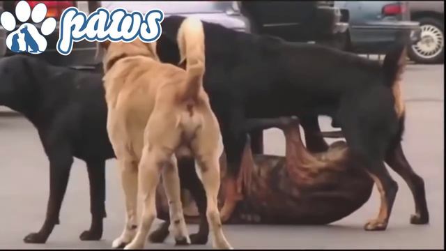 Rottweiler Attacks The Wrong Dog!!!