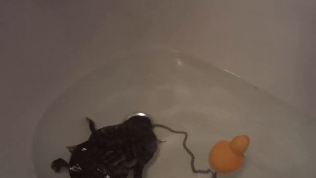 Мои красноухие черапахи смотреть онлайн