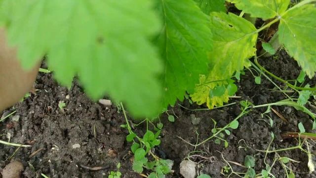 Что надо делать на малине в июне,чтобы получить отличный урожай? смотреть онлайн