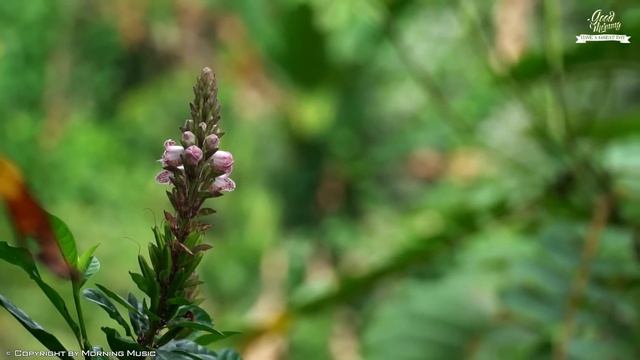 BEAUTIFUL MORNING MUSIC - Positive Energy & Stress Relief | Morning Meditation Music For Waking Up смотреть онлайн