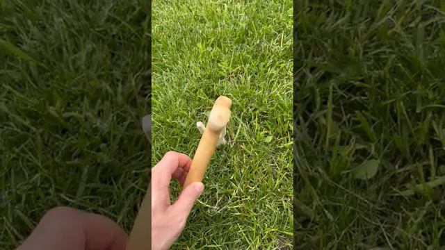 Собачья косточка