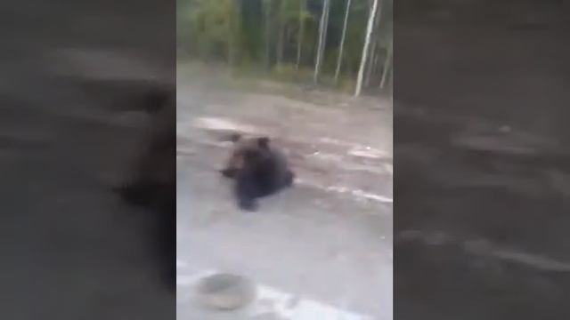 Медвежонок сладкоежка смотреть онлайн