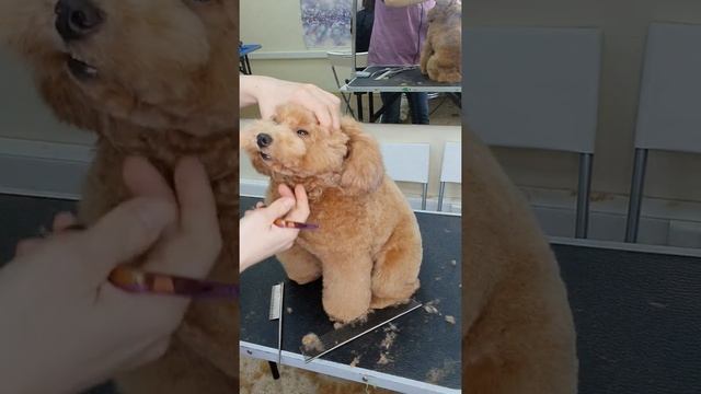 Мастерство в Деле