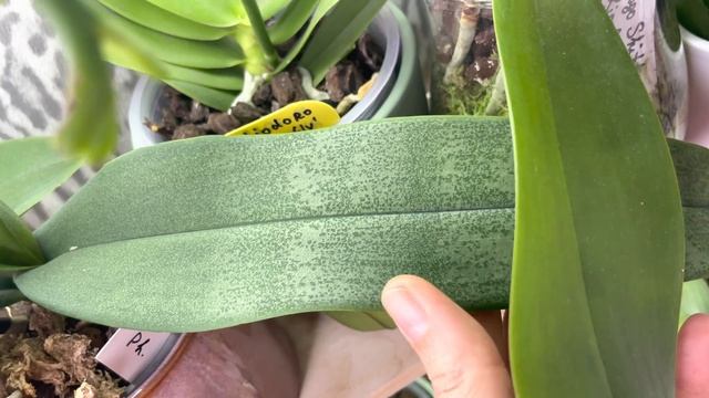 Стеллаж с мини и миди орхидеями. смотреть онлайн