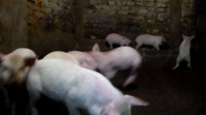 Отлучение поросят от свиноматки или в каком возрасте это делать.