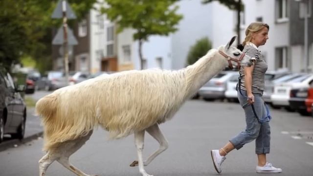 Необычные питомцы/Unusual Pets