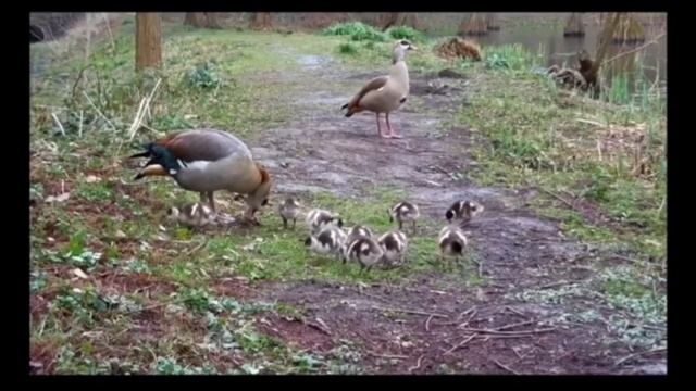 Les éléments constitutifs de la vie смотреть онлайн