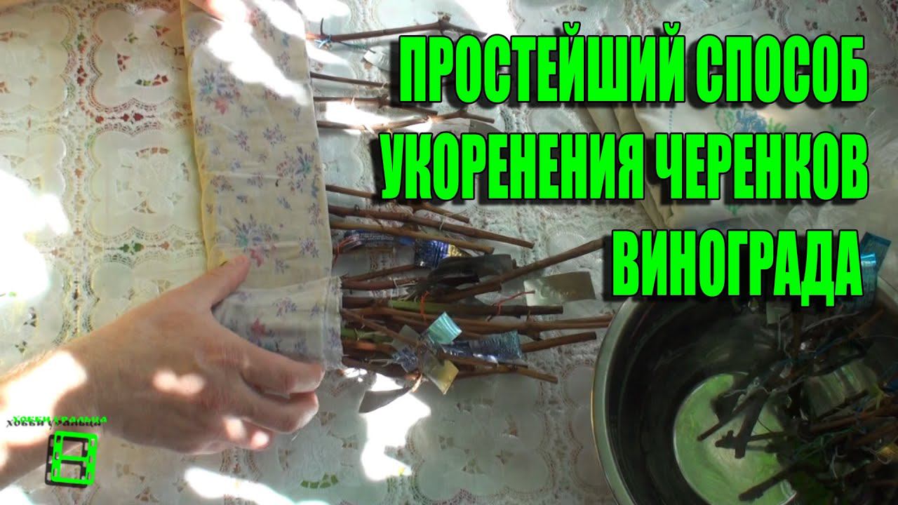 Простой и эффективный способ (Пузенко) укоренения черенков. Размножаем редкий сорт #Виноград смотреть онлайн