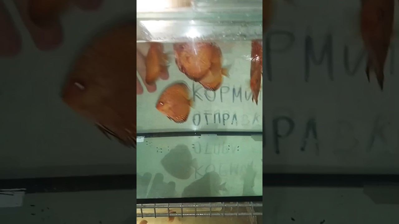 Отправка дискусов в Санкт-Петербург смотреть онлайн
