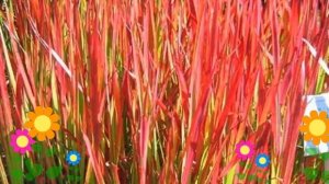 Императа цилиндрическая Red Baron. Краткий обзор, описание характеристик, где купить саженцы