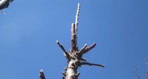 Обрезка заросшей колоновидной яблони