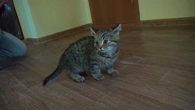 вручение ключей Пионерская смотреть онлайн