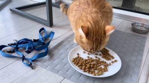 Как приучить кота к прогулкам на поводке.mp4