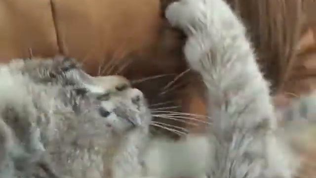 Испуганный котэ смотреть онлайн