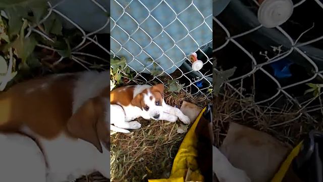 Mama and her 11 puppies 2014 смотреть онлайн