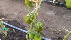 Томат МОСКОВСКИЙ ДЕЛИКАТЕС ИЗУМРУДНЫЙ, очень вкусное томатное чудо с фруктово-томатным вкусом