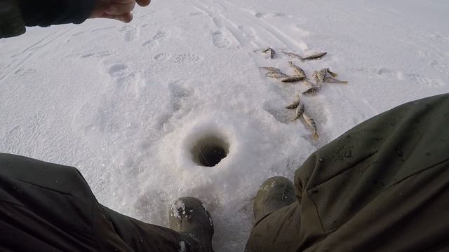 Рыбалка от первого лица. Как клюет окунь и небольшой судак на балансир смотреть онлайн