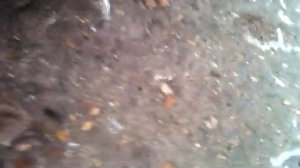 Не работают парктроники на приоре