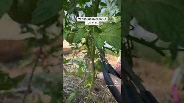 Когда удалить листву на томатах! смотреть онлайн