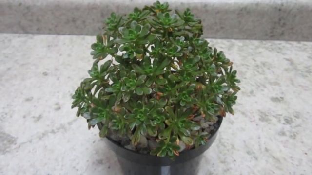 #Suculentadodia! | Aeonium Sedifolium смотреть онлайн
