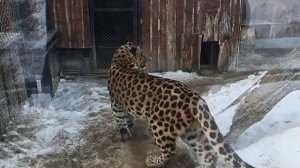 Красноярский зоопарк. Часть 1