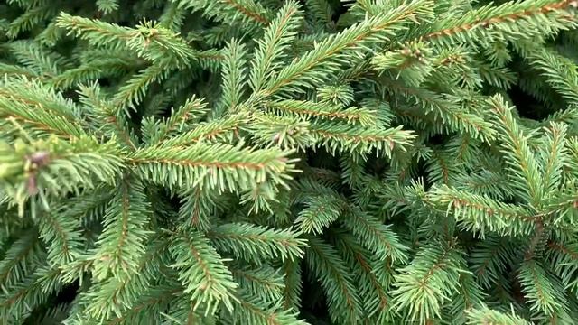 Picea Abies 'Pumila' Dwarf Norway Spruce