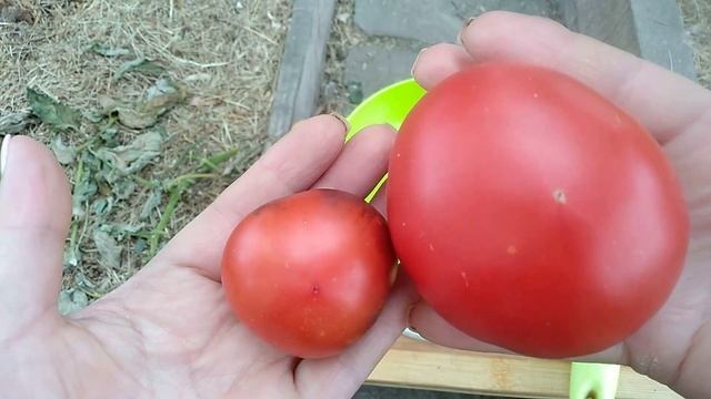 Сорт томата-Озарк закат (Ozark Sunset) Красный