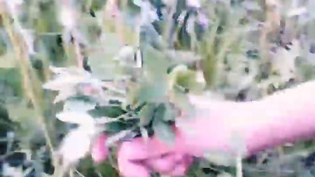 Vlog cnails/ заготавливаю траву для травосмеси для улиток смотреть онлайн