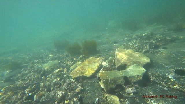 Нырялка собираем мидию для рыбалки смотреть онлайн