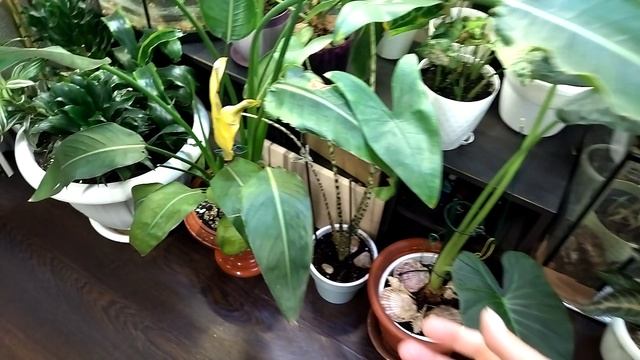 Комнатные растения дома. Осень 2022 года. смотреть онлайн