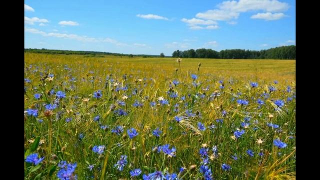 Сергей Игольницын Лето красное запело смотреть онлайн