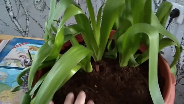 Санкт-Петербург Россия Бобочино п.Поляны(ст.н.Церк.дер.(др.Мозjгопи)моя кв Выборгское шоссе д36кв13 смотреть онлайн