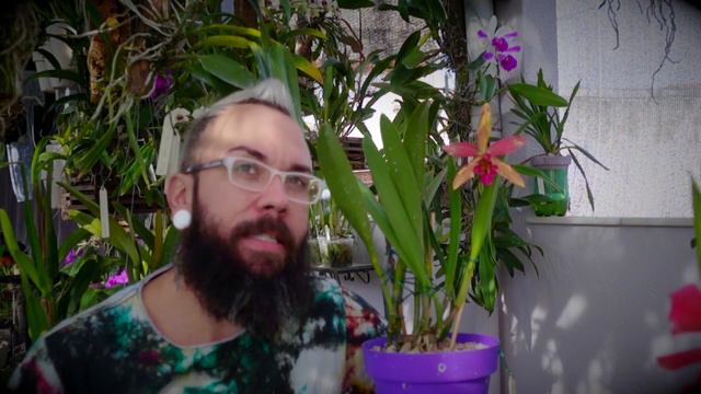 🌿🏳🌈💚 Rhynchobrassoleya Goldan Tang H&R - BastidorDaFlor 🌿 ArcoÍris de Orquídeas 🌿 смотреть онлайн