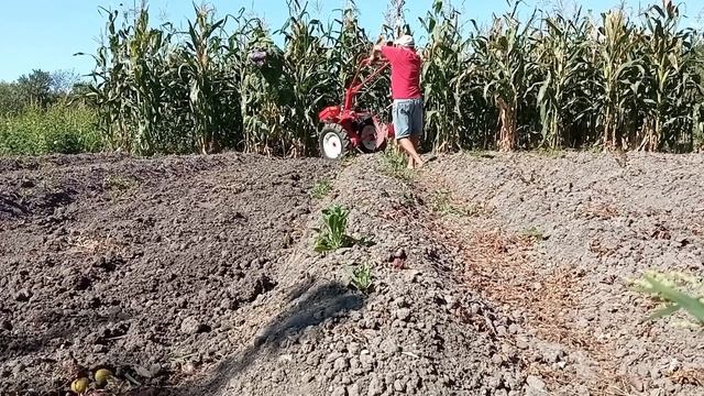 БЫСТРО КОПАЮ КАРТОШКУ МОТОБЛОКОМ НЕ НАПРЯГАЯСЬ смотреть онлайн