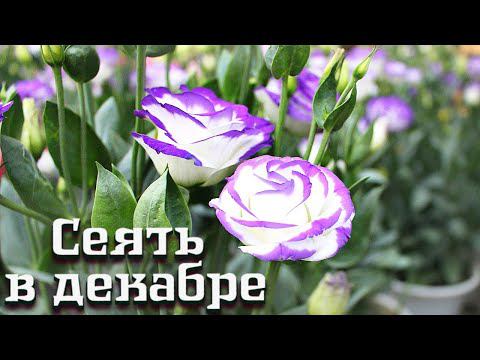 Эти цветы сеять в декабре январе обязательно! Как правильно сажать цветы в декабре январе на рассаду смотреть онлайн