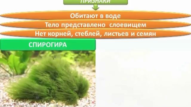 Растения | Биология 5 класс #11 | Инфоурок смотреть онлайн