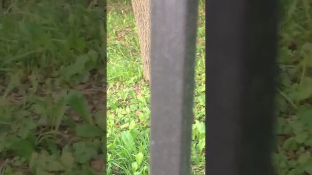 Белка в Парке Горького, прям возле Ленинского проспекта, Москва