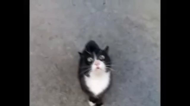 Кот поет песню Витаса прикол смотреть онлайн