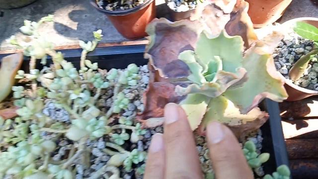 PAANO DILIGAN ANG SUCCULENT NA BAGONG TANIM SA GARDEN