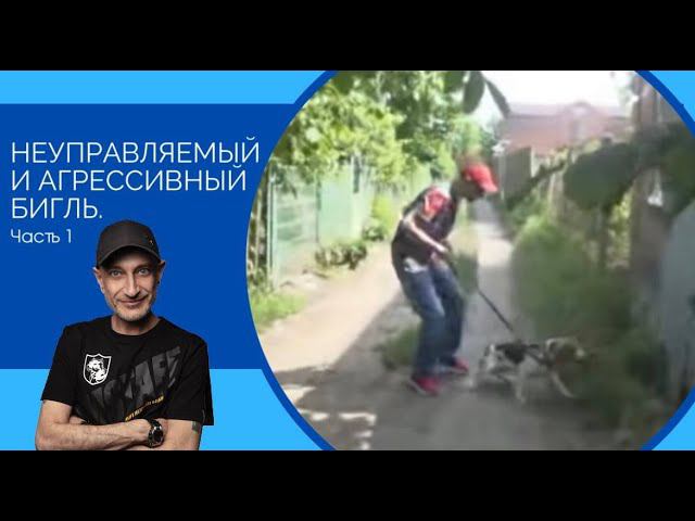 Неуправляемый и агрессивный бигль смотреть онлайн