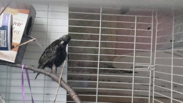 Скворец поёт, клюёт кошку, и осваивает свой временный скворечник из картона. смотреть онлайн