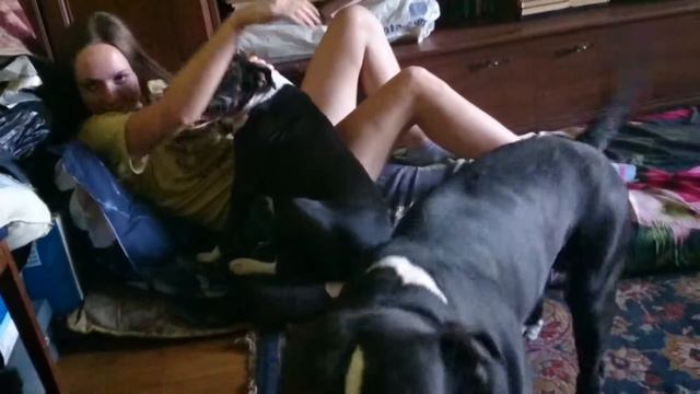 Питбули...Играем дома, пристаём к Юле... смотреть онлайн