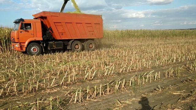Уборка кукурудзи на силос комбайном Claas Jaguar 870 смотреть онлайн
