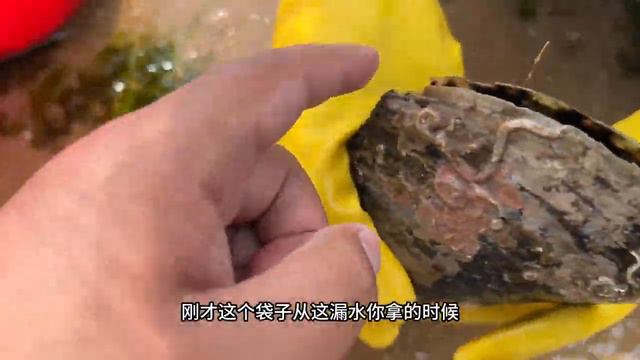 真是運氣爆棚！牛牛趕海發現好看的大螺殼，還有好多海涼菜【牛牛趕海海鮮】 смотреть онлайн