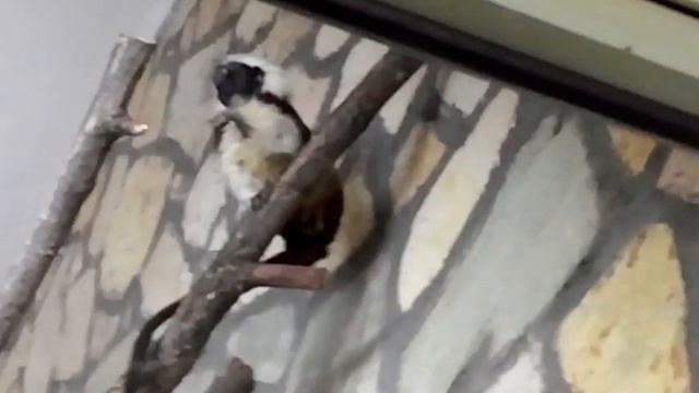 Зоопарк клип смотреть онлайн