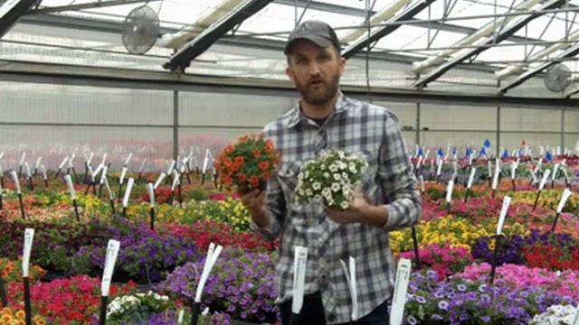 Conga Calibrachoa is Naturally Compact смотреть онлайн