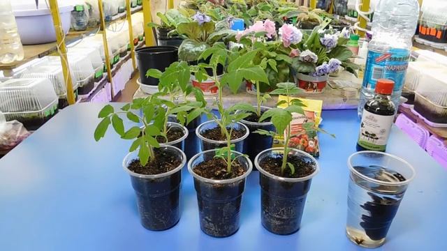???УДАЧНОЕ УДОБРЕНИЕ ДЛЯ РАССАДЫ ТОМАТОВ ! How to grow seedlings of tomatoes смотреть онлайн