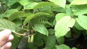 Актинидия коломикта, сорт "Витакола".