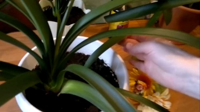 Кливия Clivia Все секреты по уходу, размножению, цветению в домашних условиях. смотреть онлайн